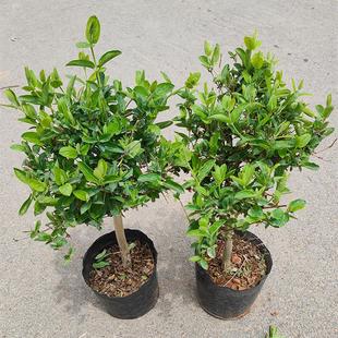 新品室外绿植耐寒耐热冬天抗寒耐冻花卉I户外抗冻耐旱耐高温耐不