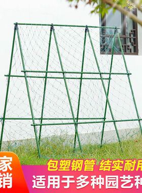葡萄架爬藤网阳台葡萄爬藤架葡萄C树爬藤网阳台葡萄架爬藤支架植