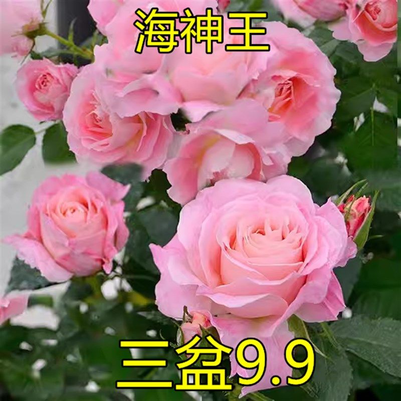 海神王月季大花微月浓香玫瑰花苗室内H外阳台花卉盆栽庭院珍稀品