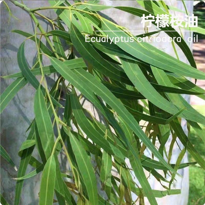 柠檬桉油 柠檬桉叶油纯单方蒸馏提取植物油美容院芳疗按摩刮痧油