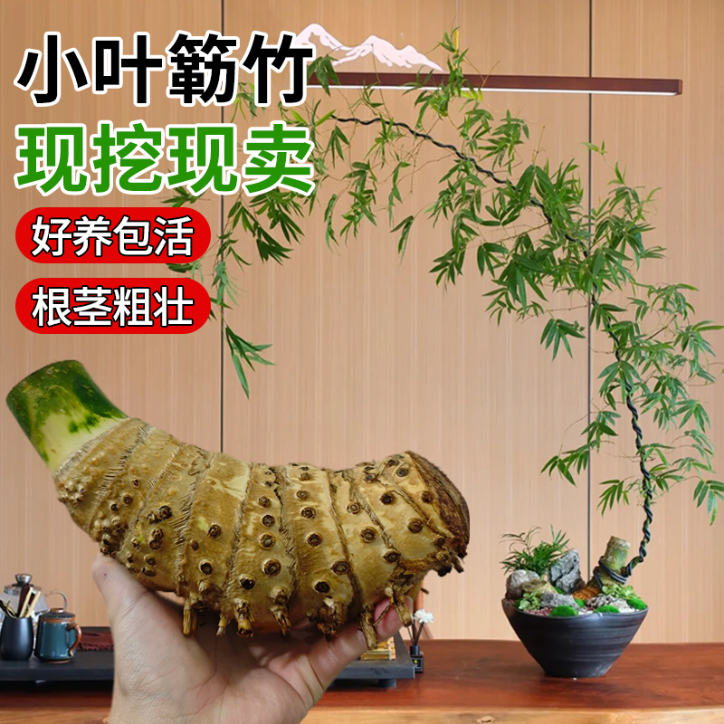 正宗勒竹老桩小叶簕竹根苗桌面绿植竹子盆栽客厅室内茶桌盆景成品