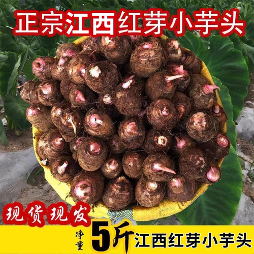 红芽小芋头毛芋头小奶芋毛芋艿
