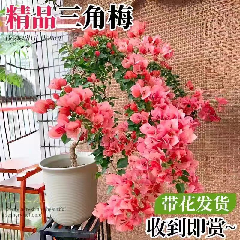超稀有三角梅盆栽带花发货四季开花绿植好养室外绿樱红樱重瓣花卉