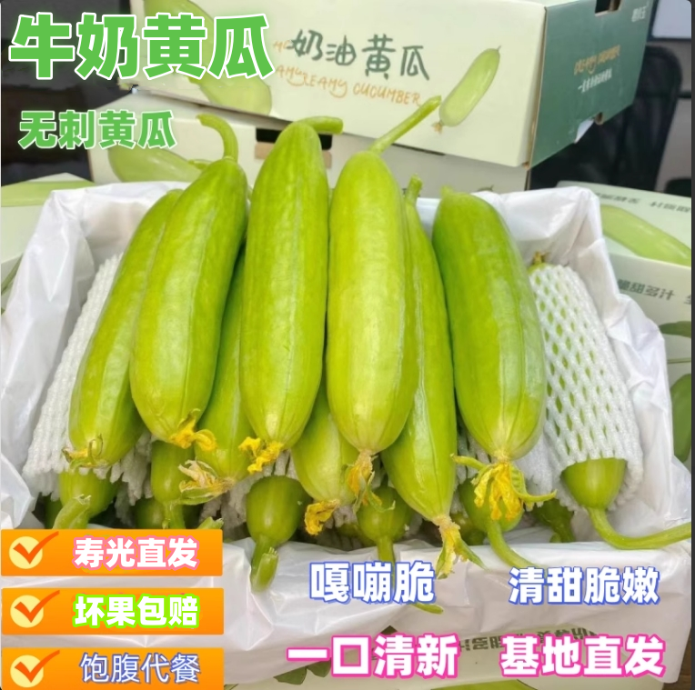 山东寿光无刺牛奶白玉小黄瓜现摘现发奶油黄瓜新鲜小青瓜水果黄瓜