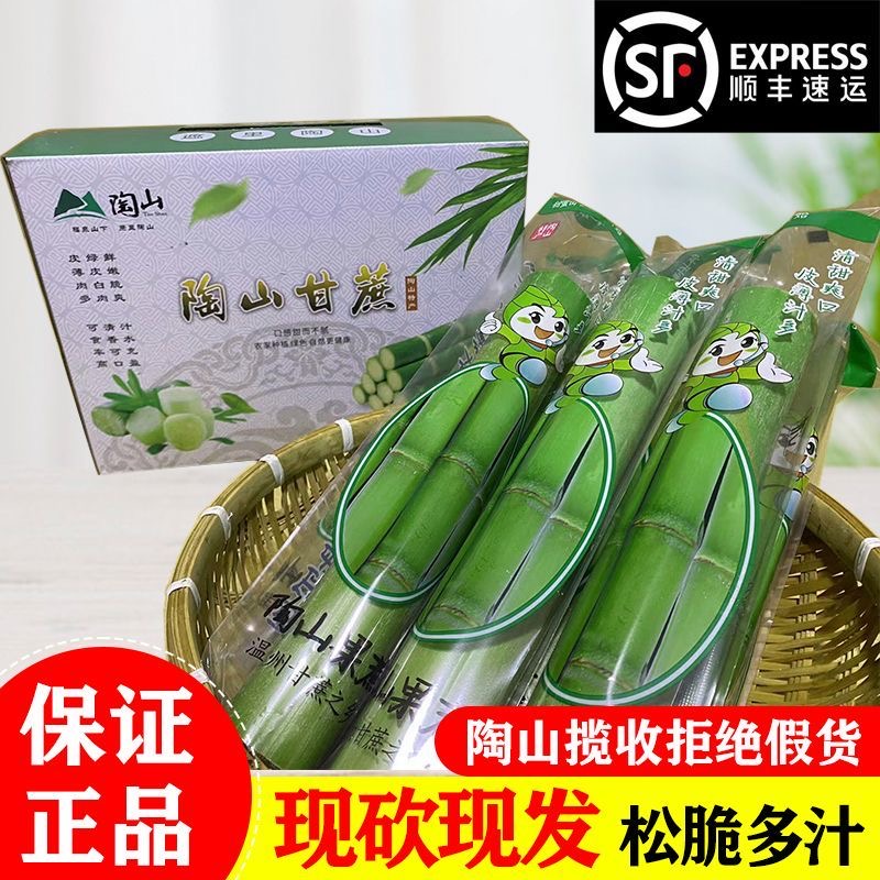 陶山甘蔗新鲜青皮绿皮去节无节甘蔗现砍孕妇水果应季脆甜果蔗果肉