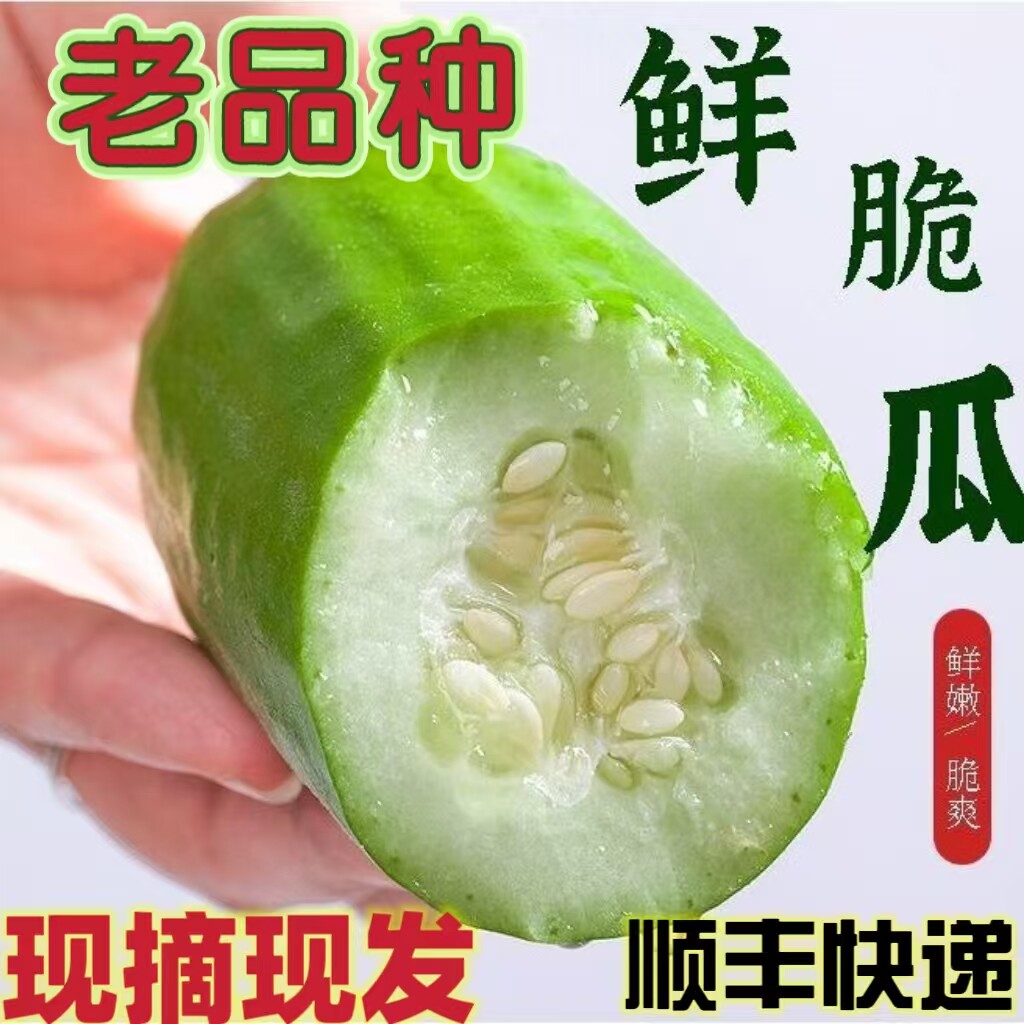 山东八棱脆瓜菜瓜烧瓜捎瓜青龙瓜水果非甜瓜新鲜现摘老人生吃