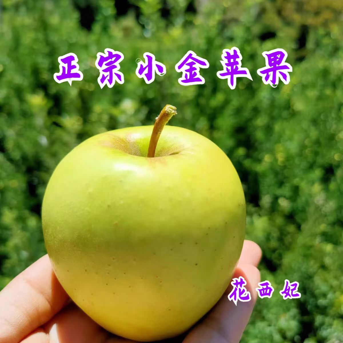 正宗四川小金苹果阿坝州青苹果大果新鲜酸脆甜水果孕妇应季不打蜡