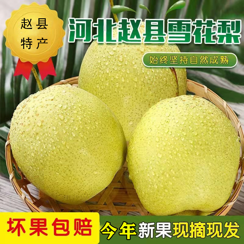 大果做雪梨膏雪花梨正宗河北赵县