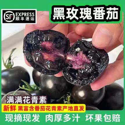 山东黑番茄新鲜现摘紫黑色西红柿生吃黑珍珠黑玫瑰小番茄沙瓤圆紫