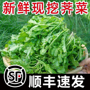 顺丰新鲜露天荠菜现挖新鲜荠荠菜地丁菜北方当季野菜熟菜灵