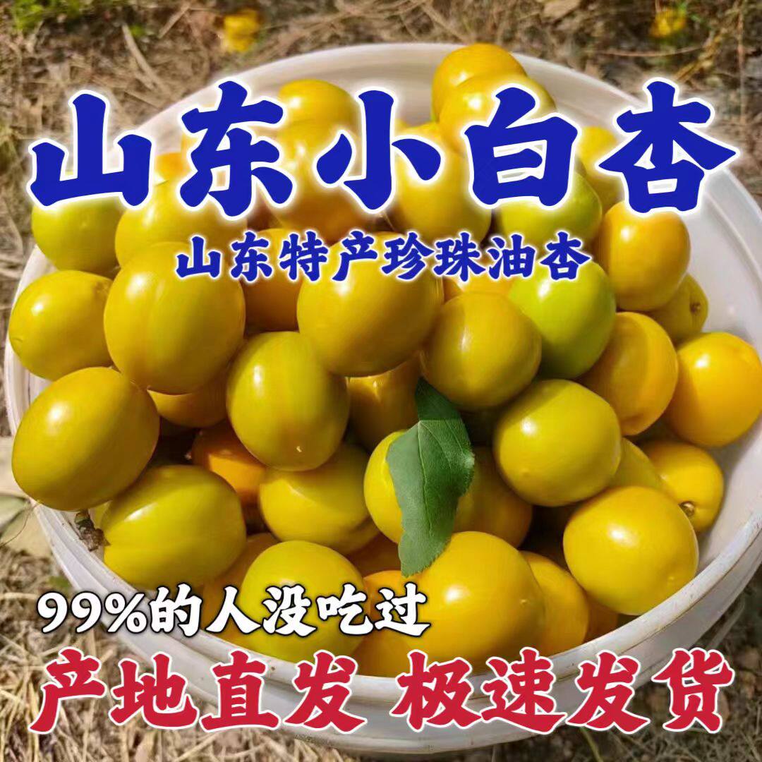 山东沂蒙山珍珠油杏小白杏应季新鲜水果现摘现发硬吃脆甜软吃爆汁