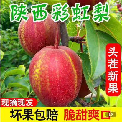 彩虹梨新鲜水果应季整箱新鲜水果