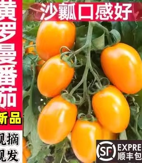 黄罗曼西红柿山东特产奶香串黄番茄现摘新鲜橙色洋柿子圣女果顺丰