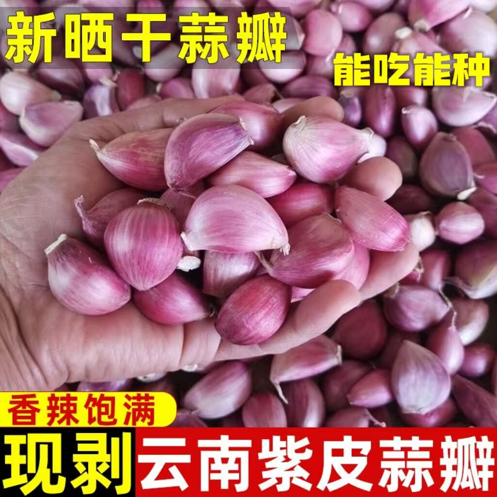 2026新蒜紫皮蒜瓣高产出苔