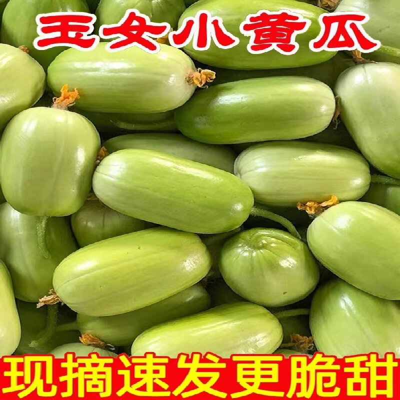 金童玉女现摘拇指黄瓜山东
