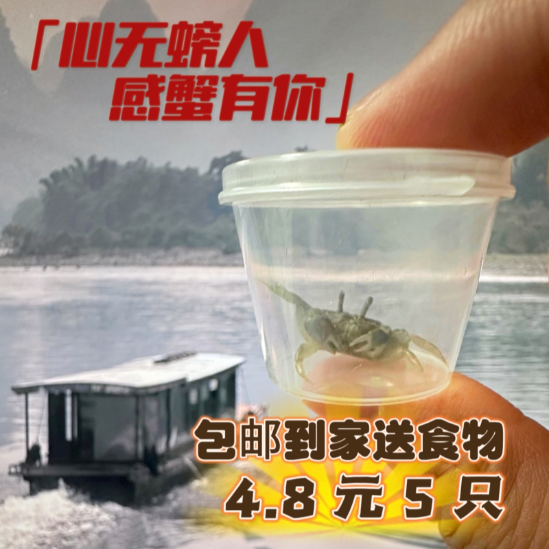 豆豆蟹白爪迷你辣椒蟹网红桌面爬宠易养水族观赏蟹过年夜市摆摊蟹