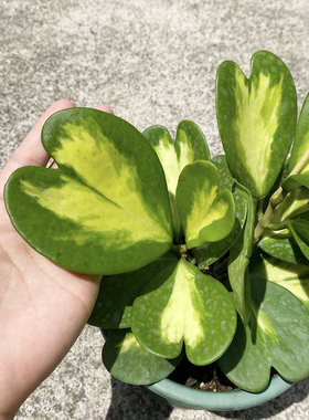 心叶球兰 内锦新品 室内观叶热带植物绿植盆栽好养ins风 爱心形叶