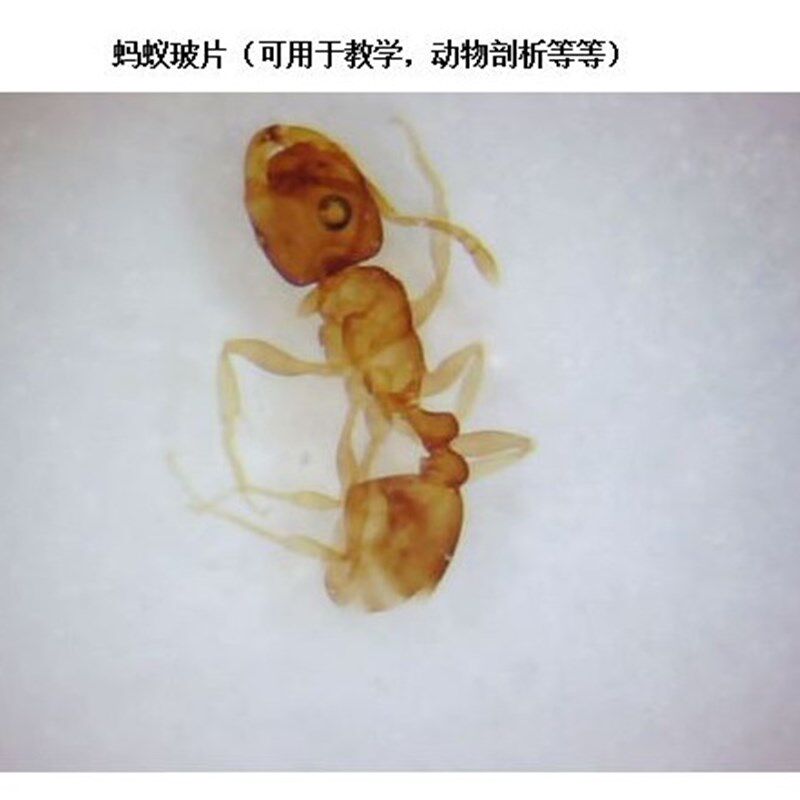 800倍500万像素电子显微镜/8灯USB显微镜/数码显微镜/带测量