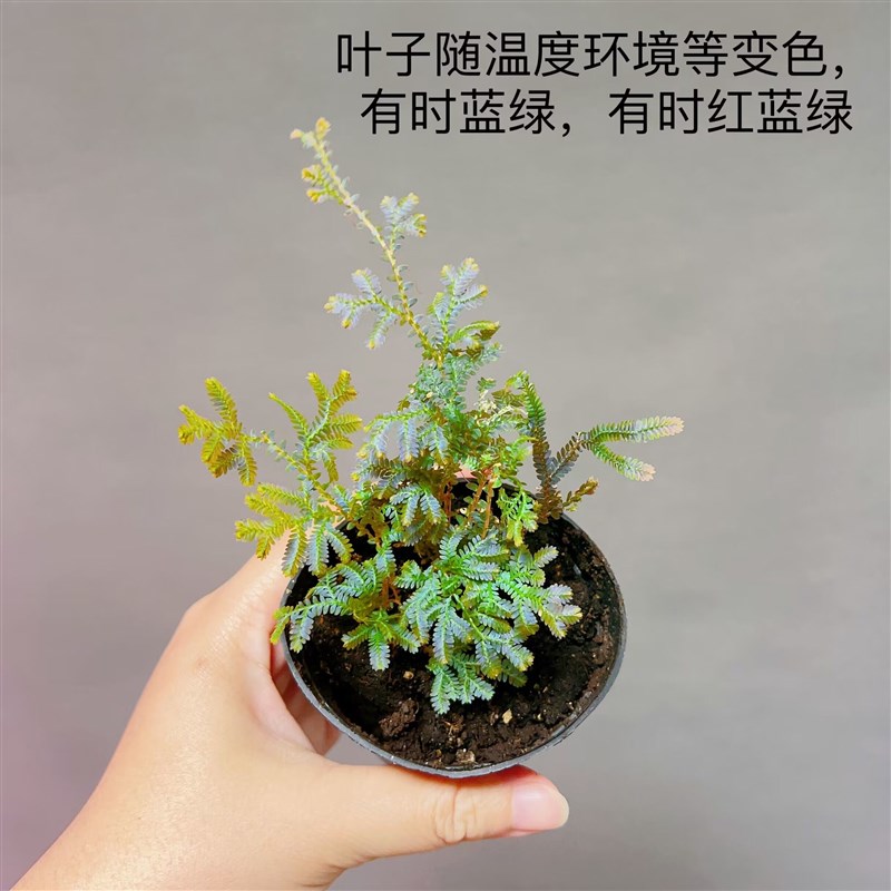 热销植物蕨类变色蕨微景观迷你耐阴生态瓶绿植水陆雨林缸吸水石假