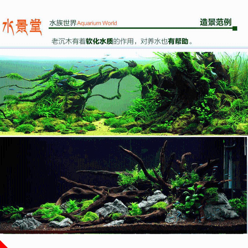 沉木造景套餐鱼缸灯鱼缸水u族箱造景水草L小鱼缸里的水草植物真草