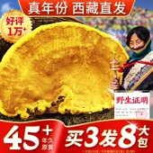 西藏野生桑黄正品 45年份500g切片打粉滋补品 央吉莫拉品牌