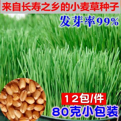 新小麦种子胚芽带皮小麦粒发芽做麦芽糖麦子猫草小麦草小麦苗种籽
