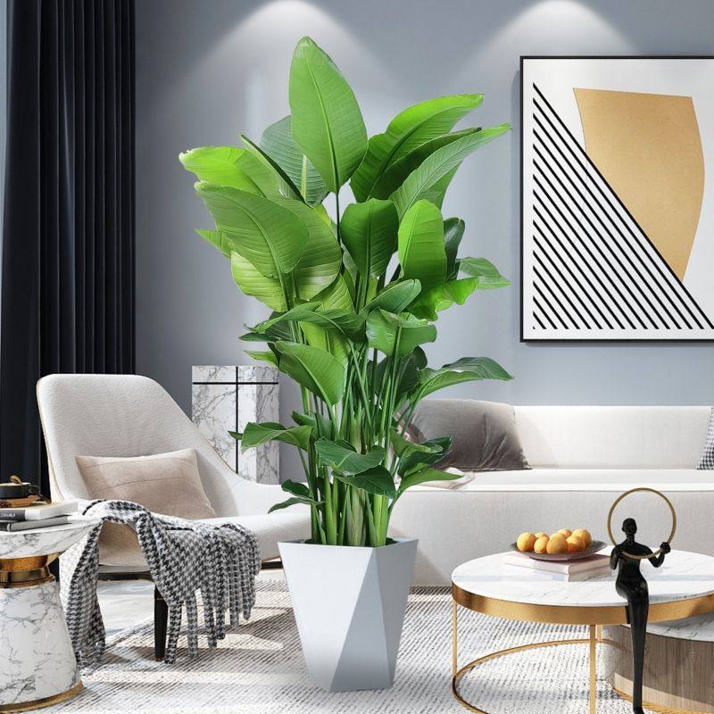 天堂鸟大型盆栽客厅室内好养花卉绿植办公室轻奢绿色植物鹤望兰红,家居饰品,仿真植物盆景,淘宝优惠券,粉丝福利购,淘宝优惠卷