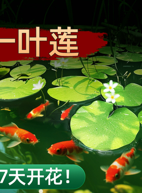 一叶莲浮萍水培植物鱼缸水草造景碗莲睡莲水养生净化水质四季开花