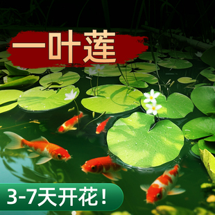 一叶莲浮萍水培植物鱼缸水草造景碗莲睡莲水养生净化水质四季 开花