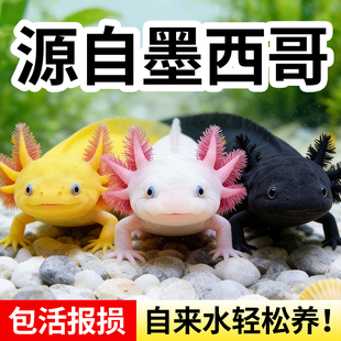 六角恐龙鱼蝾螈宠物活鱼冷水鱼美西螈淡水好养耐活金鱼锦鲤观赏鱼