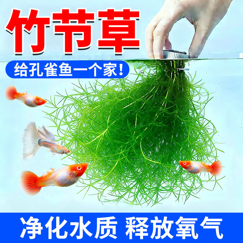 水草印度小竹节草好养植物鱼缸水族箱装饰造景绿菊蜈蚣草净水真草