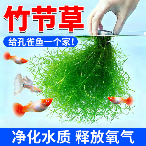 水洲纪鱼缸竹节草耐活好养