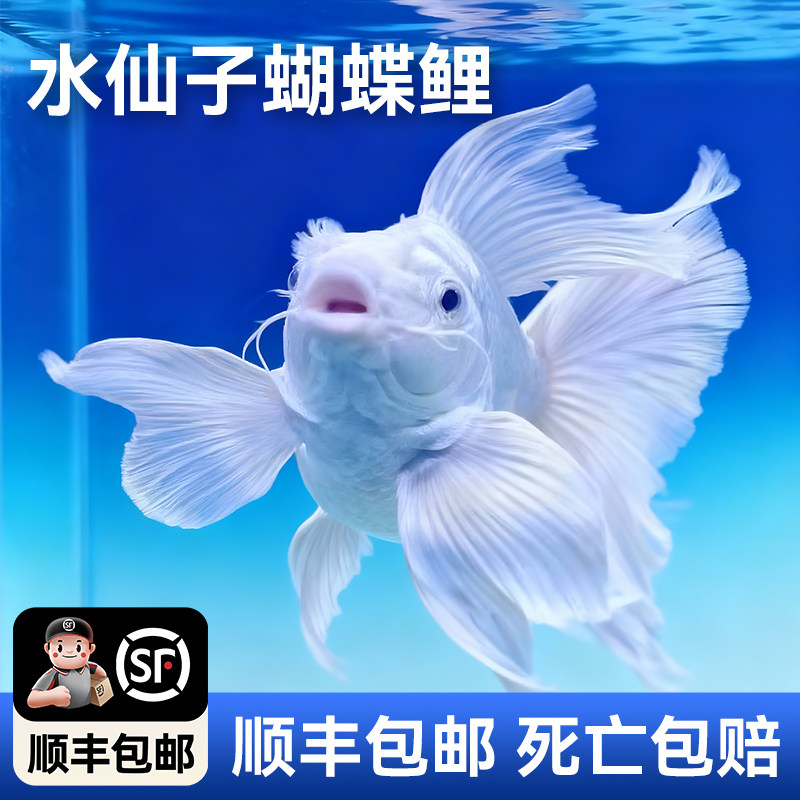 顺丰发货精选凤凰蝴蝶鲤鱼苗宠物小鱼蝴蝶鲤淡水蝴蝶鲤观赏鱼,宠物/宠物食品及用品,鱼,淘宝优惠券,粉丝福利购,淘宝优惠卷