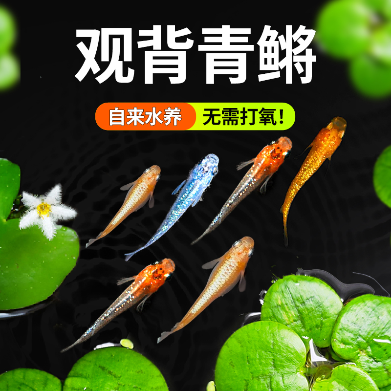 水洲纪观背青鳉耐活好养冷水鱼