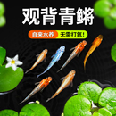 观背青鳉观赏鱼冷水鱼苗魔法鱼小型锦鲤金鱼淡水鱼不打氧好养活体