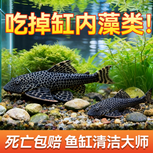 鱼缸清道夫活体清洁吃屎垃圾粪便清理藻类工具鱼热带淡水鱼观赏鱼