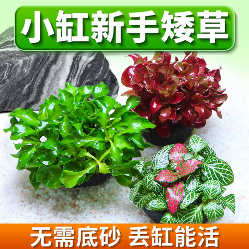 水洲纪活体水草好养好活净水增氧