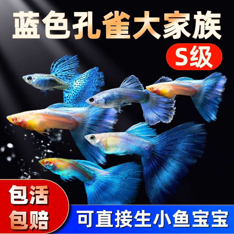 新手好养孔雀鱼，自来水也能养活