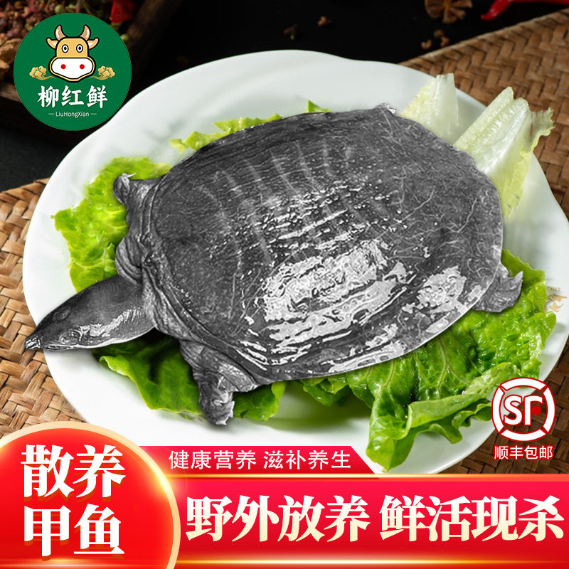 甲鱼鲜活宰杀大甲鱼 外塘甲鱼真空原生态老鳖 滋补营养公母中华鳖,水产肉类/新鲜蔬果/熟食,甲鱼,淘宝优惠券,粉丝福利购,淘宝优惠卷