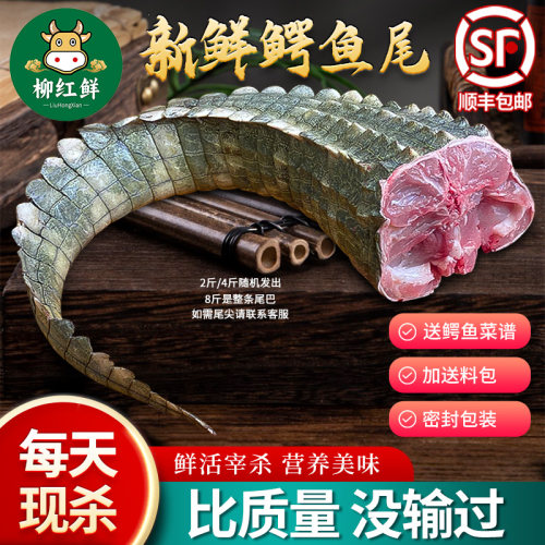 8斤整条鳄鱼尾新鲜现杀鳄鱼肉