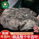 新鲜牛百叶 整个毛肚商用批发牛百叶 黑千层肚非牛肚火锅食材9成
