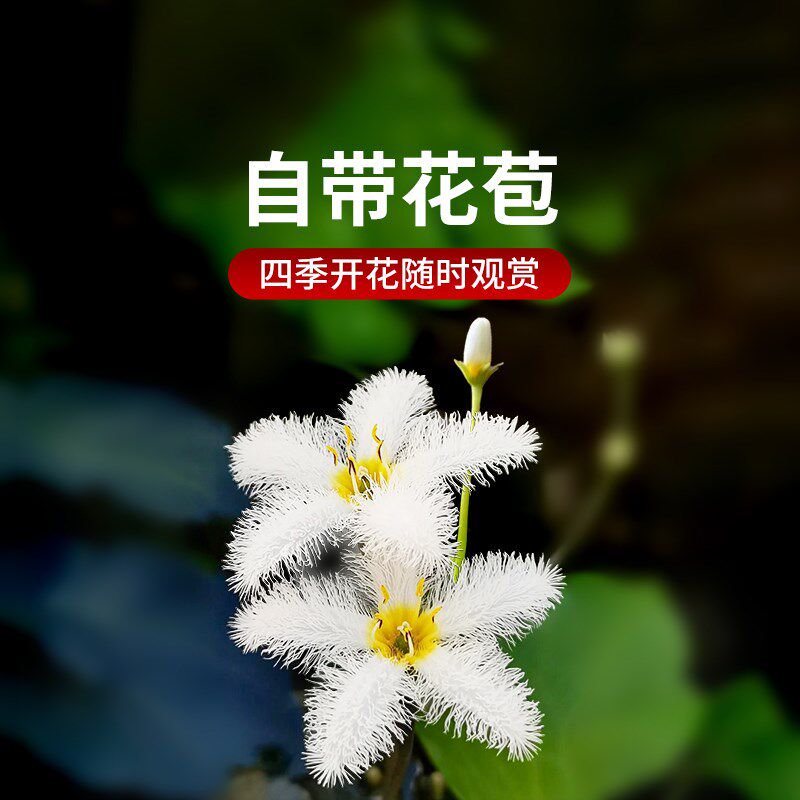 热销浮萍水草植物鱼缸造景睡莲水芙蓉水葫芦一叶莲净水冒泡水培植