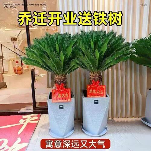 铁树盆栽公母一对桩树老门口苗室内HL111111落地大型好养客盆厅旺