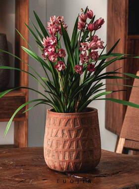 复径国风厅古幸福树大口水泥花F99212-9盆富贵树绿植盆栽落地客大