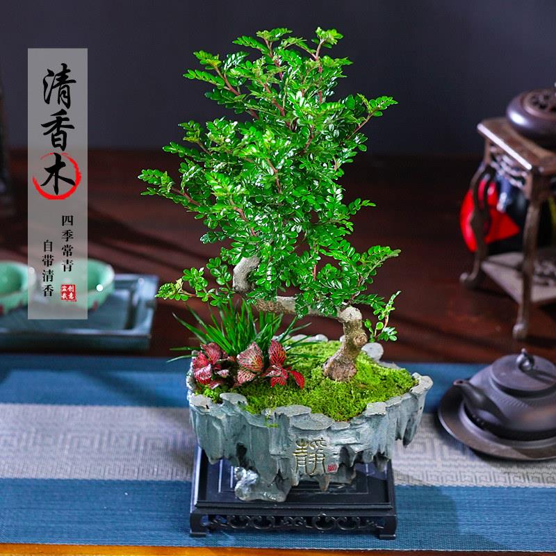 清香季胡TCN椒木老桩造型栽室内客厅盆阳台庭院绿植四常青养好盆