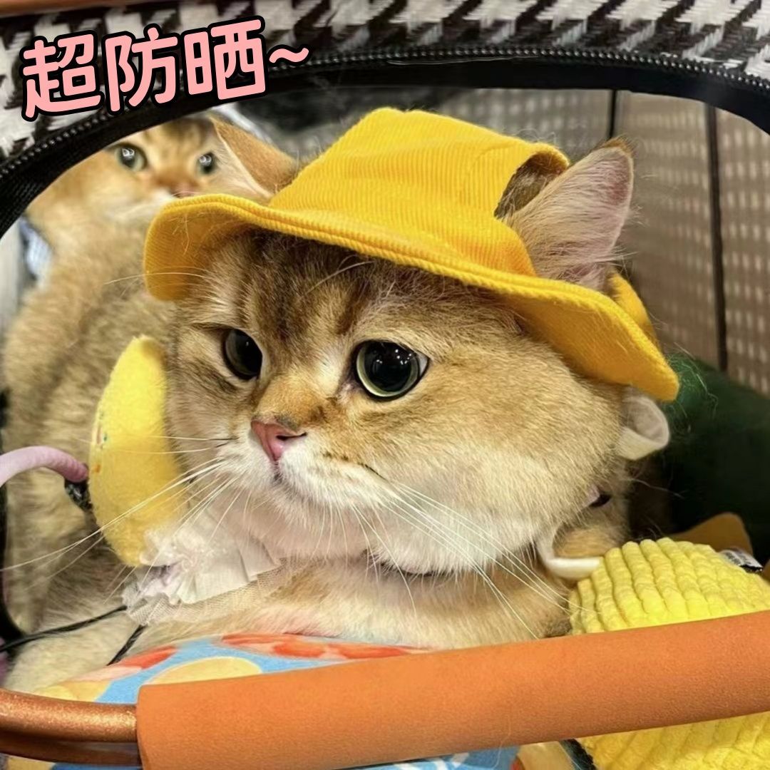 小狗小猫帽子柯基宠物猫咪可爱渔夫帽狗狗薄款夏季防晒遮阳耳朵款
