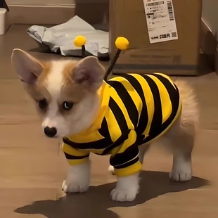 狗狗衣服蜜蜂装秋冬款小柯基博美比熊泰迪小型犬宠物保暖猫咪卫衣