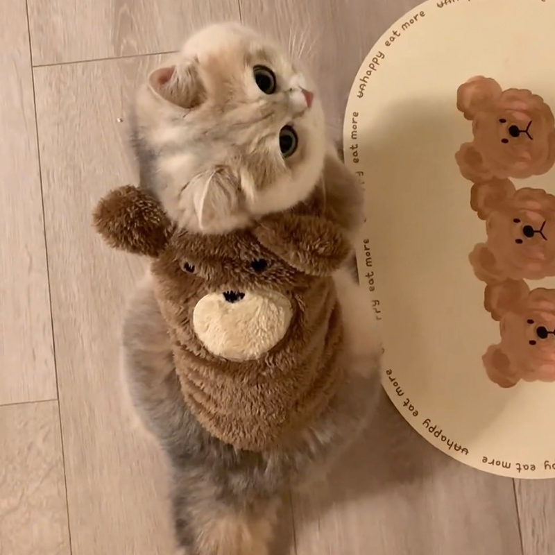 猫咪秋冬保暖金渐层金三柜同款