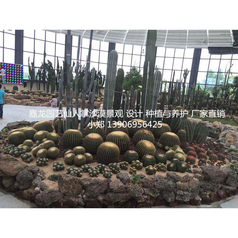 仙人掌温室园林景观工程案例大戟阁巨鹫玉现代观光园多浆植物