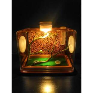 鸣虫盒装饰透气面包虫饲养盒竹蛉跳蛛守宫蜥蜴寄居蟹用具逃